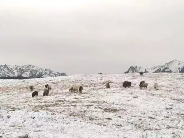  区税务局驻|大雪节气，想和你一起去看雪！一起，慢慢白了头~