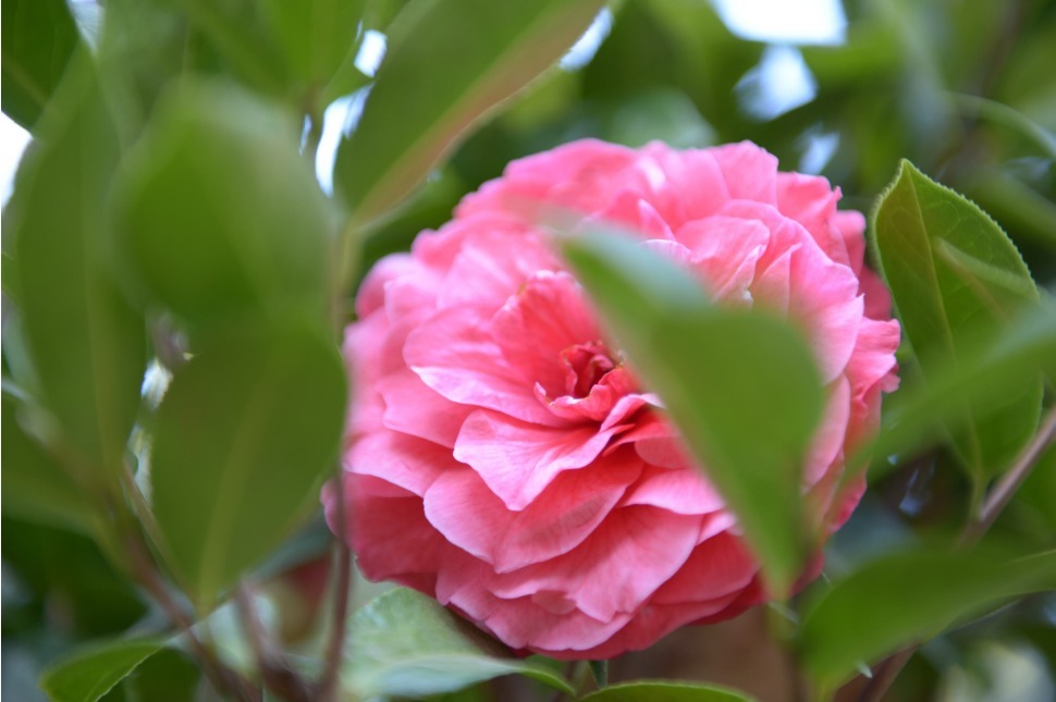 茶花爆盆很简单，掌握它的小习性，叶绿根粗花量大！