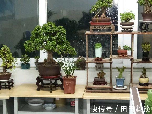 路边挖一棵马齿苋，养成老桩做盆景，开花一层层，真值钱了
