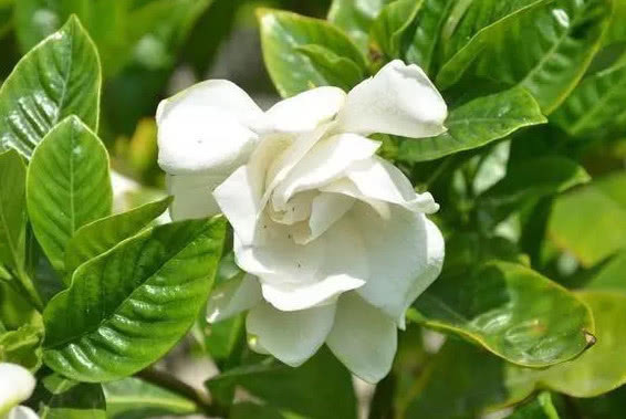 栀子花不开花做好3点，开花多得停不下来，拦都拦不住，爆满盆