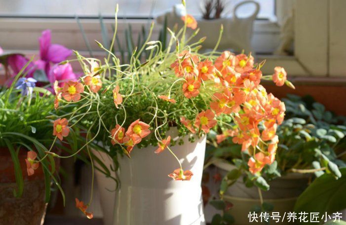 养花最“坑人”的妙招,老花匠都不敢用,养花新手千万别尝试