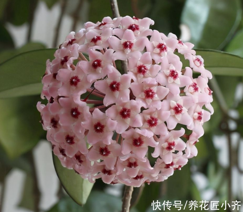 花芽|进入夏季想要球兰开花？学会这个窍门，轻松开满花，香气十足