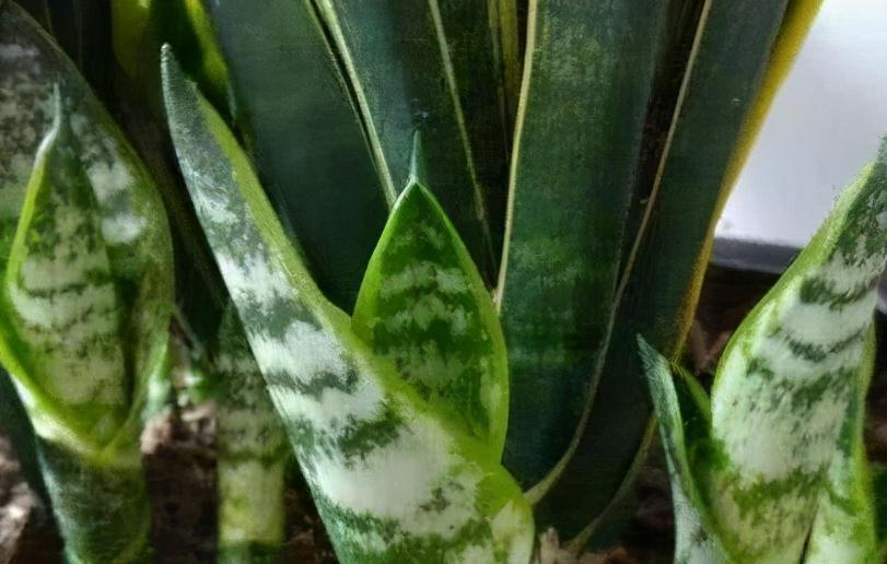 北方下雪了，家里养3盆花，空气一级棒，叶片绿油油