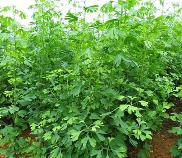 养“银杏树”不用买,1粒“果核”埋土里,30天发芽,快速成盆景