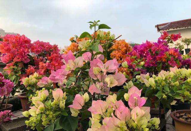 阳台养此2种花，开花量比“月季”还大，枝枝满花，耐旱又好养