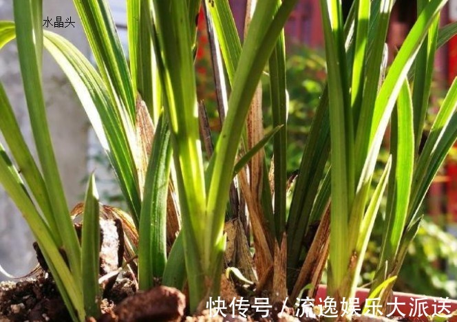 花农|兰花烂根了怎么救花农教你几招，救活几盆烂根的兰花不成问题