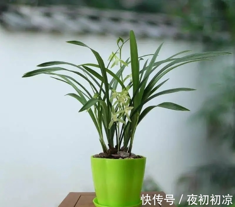 王姐|养兰花究竟有多难?听了王姐一番话才知道,原来的养护方法都错了