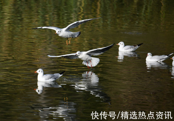 市民们|秋色迷人 红嘴鸥集队到贵州纳雍县白水河越冬