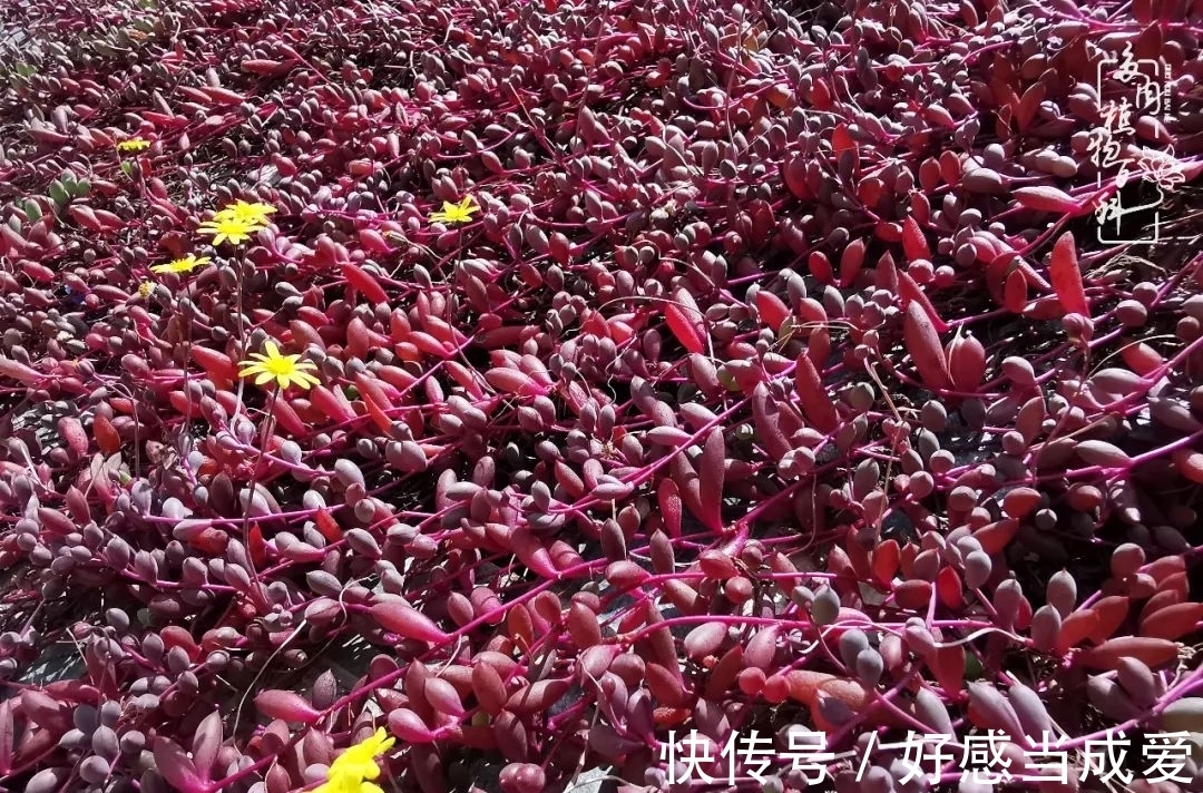 治愈之“肉”:愿所有的养肉人都被这些“胖子们”治愈