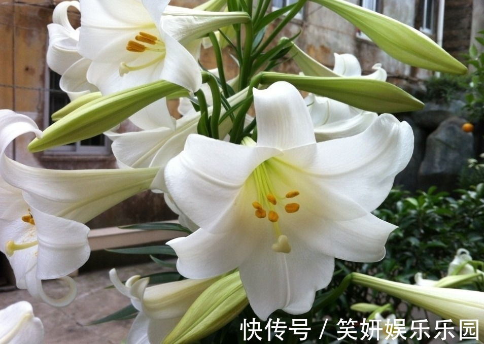 土壤|这款洋葱花天热多栽点，埋土里1个月开花，秋季爆崽，年年复花