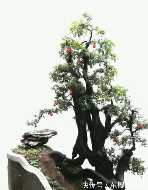 金弹子|造型多样有趣开花清雅宜人金弹子盆景正确养护技巧你知道吗