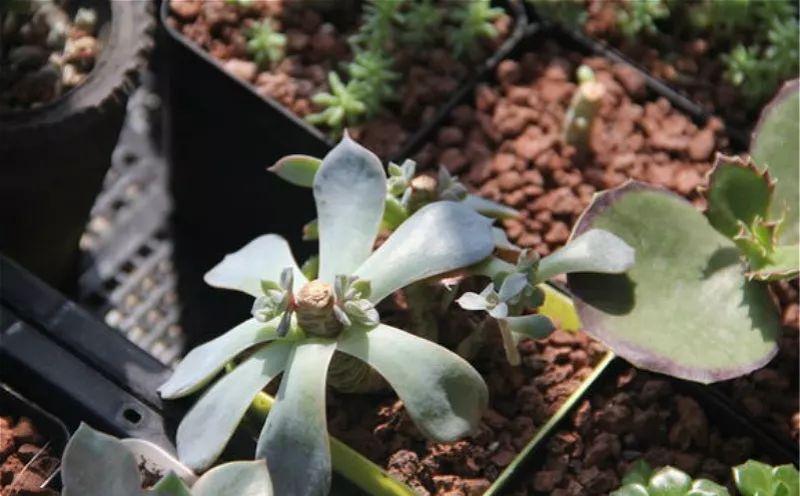 多肉植物盆栽：这种多肉越浇水越丑，不浇水反而胖成球