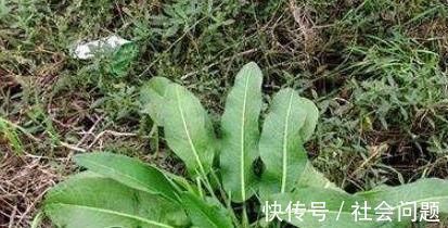 苦瓜|人到中年常吃几种食物,补充营养,延缓衰老,爱吃就赚了