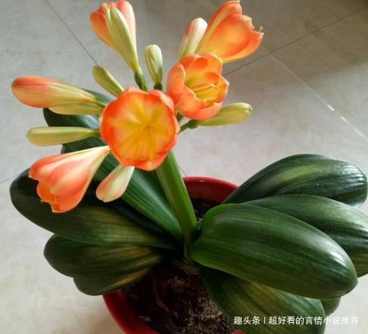 君子兰最爱的“1种液体”,往花盆里浇“1勺”,1年开花2次