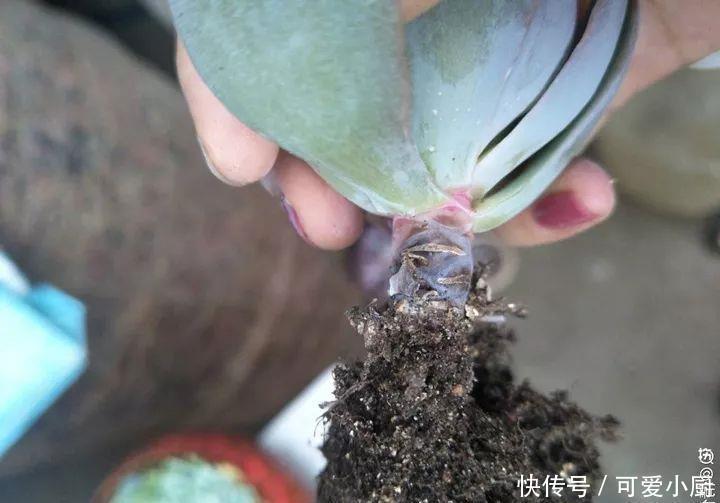  多肉盆栽植物：多肉品种太多了，简单分成6大类，看完再也养不死