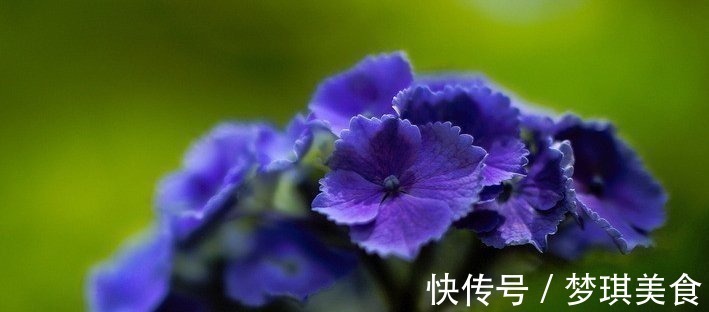 琴叶|这4种花的花期”超长“，而且开花还勤，非常好养