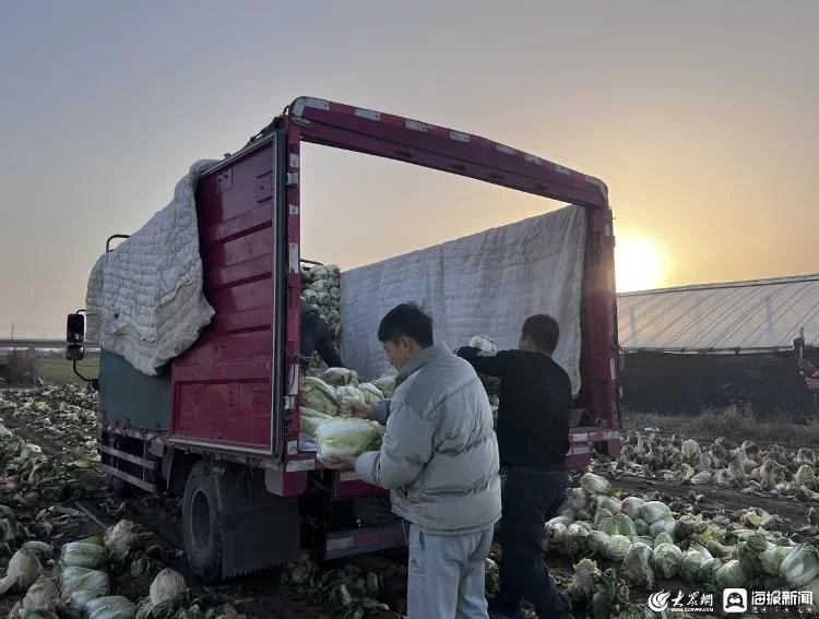 潍有正能量｜暖心！大众网潍坊采购一万五千斤白菜赠环卫工人