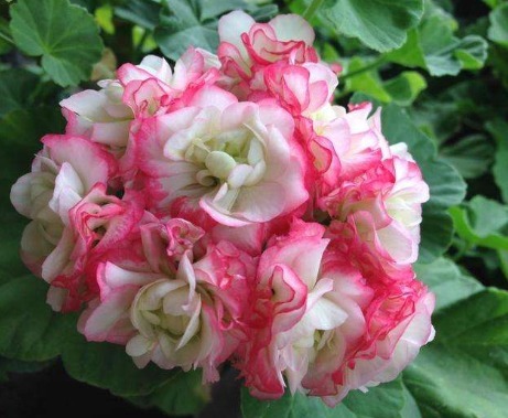 家养4种花,花朵大如拳、花量多“3倍”,一开就成“大花盆”