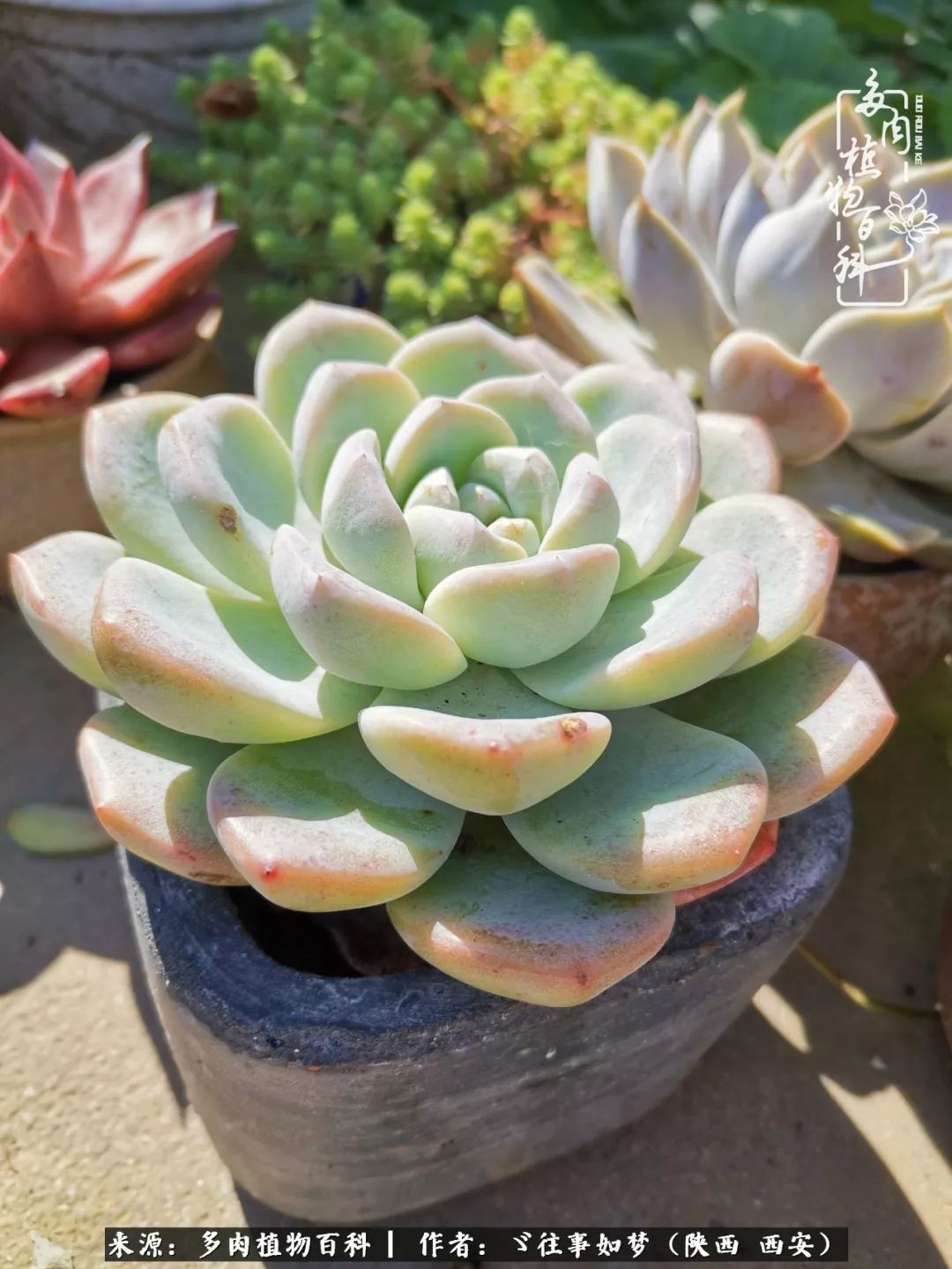 愿你付出甘之如饴,愿你所得归于欢喜!