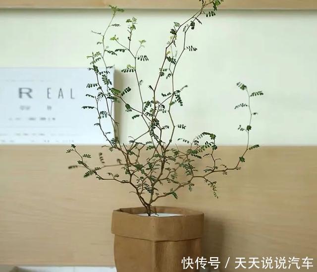 家里养一棵童话树,元气满满、暖心又治愈