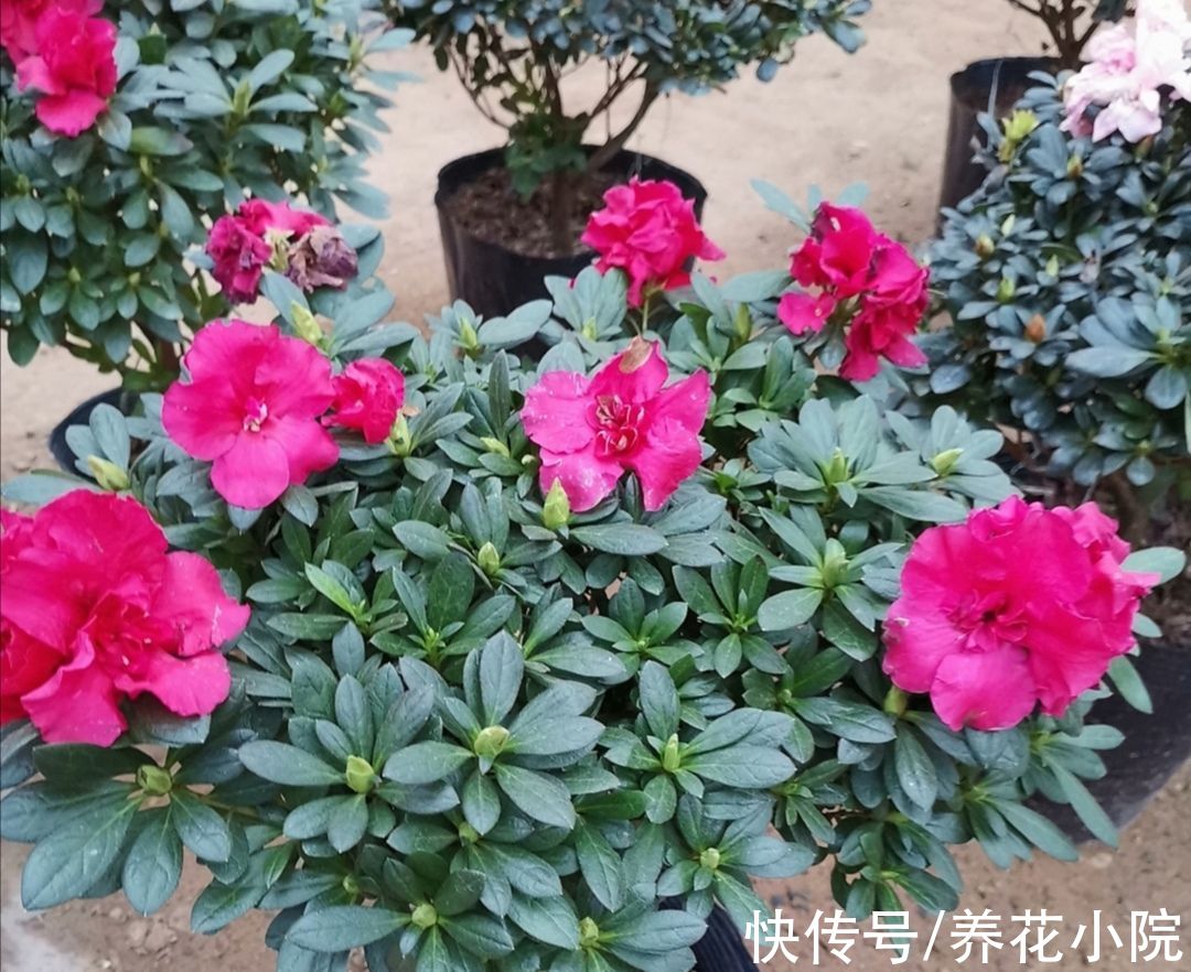 杜鹃有“2怕3不喜”,了解它的“喜好”,才能长得旺,多开花