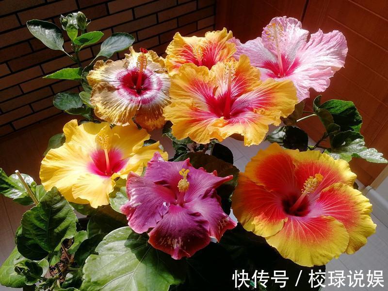 长寿花|八种花期超长的植物,个个花期半年以上,观赏价值高,室内也能养