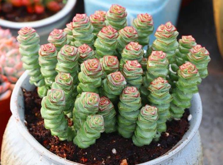 家里就养3种花，高端大气又旺财，2021年鸿运当头，福运迎门！