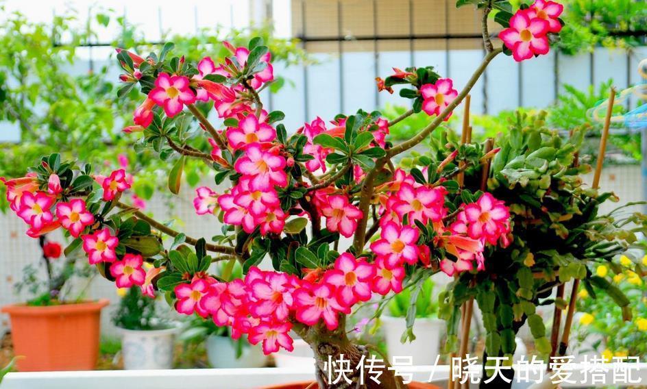 夏季|进入8月，受高温影响，养花种草不注意这几点照样问题频出