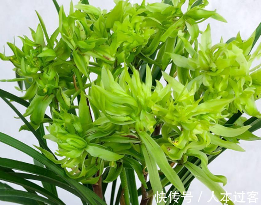 养殖|三种不花钱的植料,用来养殖兰花和君子兰真不错,经验分享