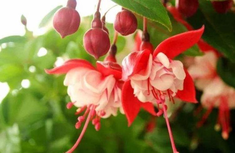 山茶花山茶花|6种花自带财运,好养易活不招虫,阳台开花变温馨小花园