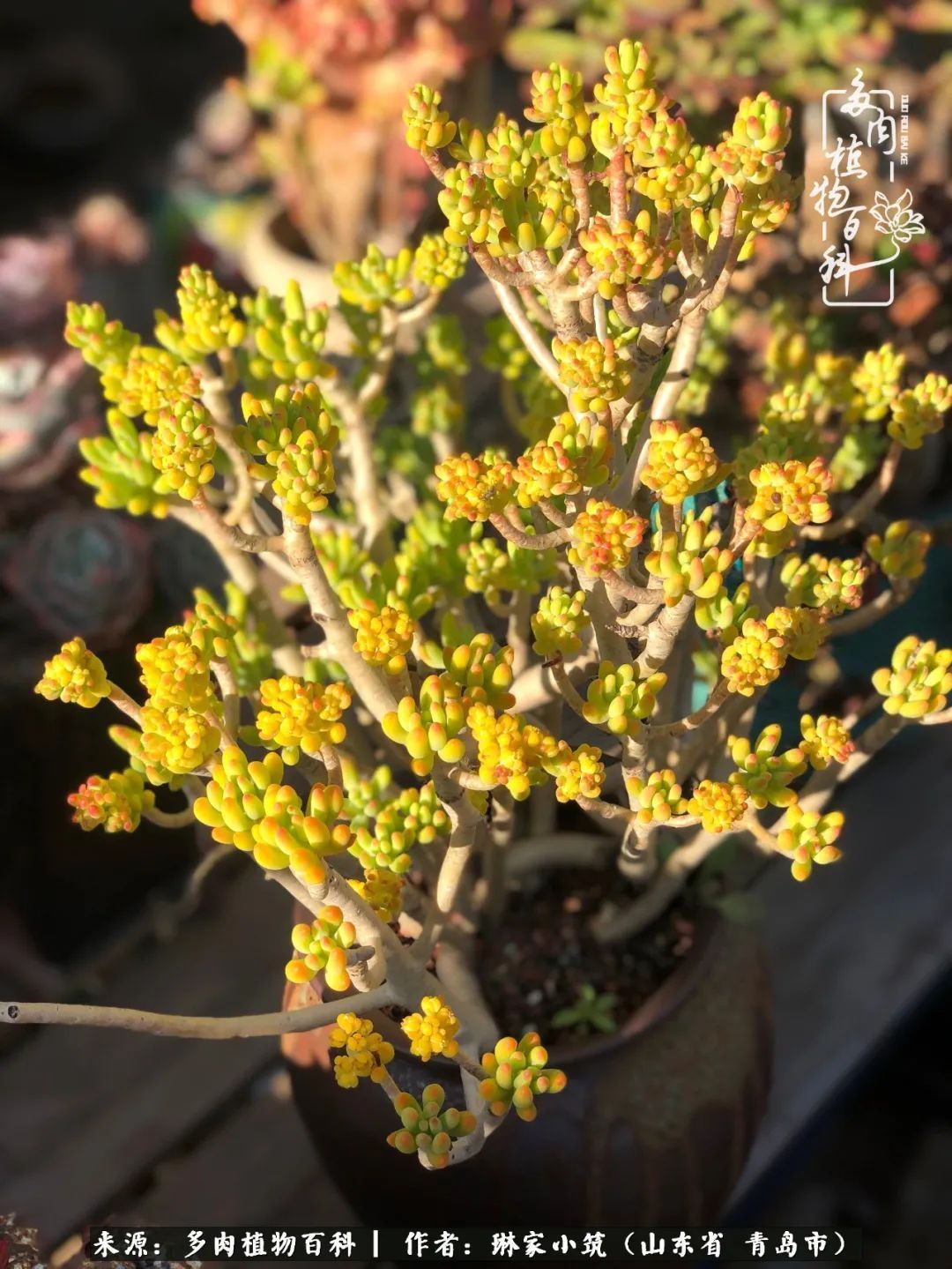 多肉|有史以来最厉害的一场寒潮，治好了我养多肉这些年的“坏毛病”