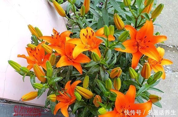 这些香香花,都有长寿命,只要种一次,开花几十年,爆满小球球!