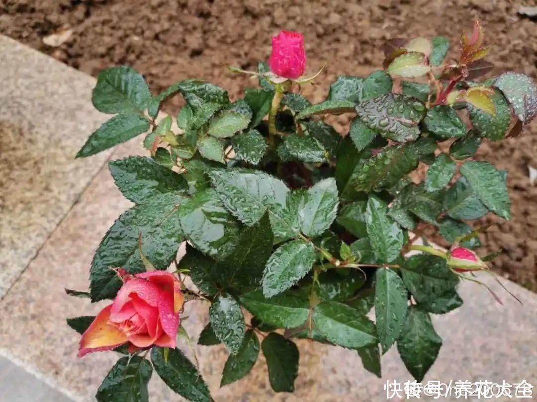 月季现在赶紧施肥，不然越长越差，上肥后月月开花