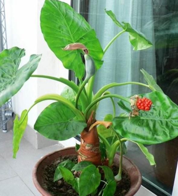 有3种植物“最环保”，都是制氧高手，还十分美丽，不妨回家养1盆