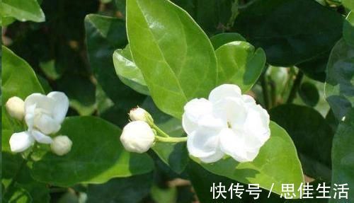 这10种花超级怕冷,再不搬进屋,小心只剩下盆了