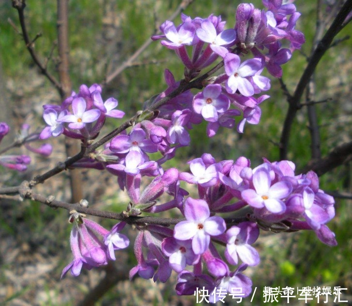 此花花色妩媚绚丽,盛开时犹如一位女子翩翩起舞,模样楚楚动人