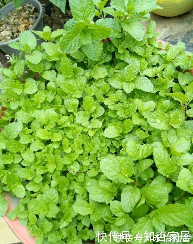 养花技巧:折腾不死的25种花,咋养都爆盆,懒人最适合