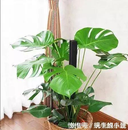 二氧化碳|家里养这12种“吸毒”绿植,净化空气,老人小孩少生病