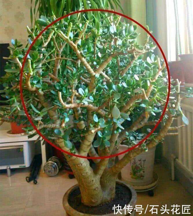 富贵竹|家里有5种花,春天记得“打头”修剪1下,这样才能长“饱满”