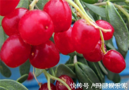 歪头菜|女性推荐常吃4种食物,排出毒素,调理月经,预防子宫早衰