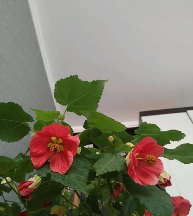 此款盆栽植物，全年都开花，花朵像红灯笼，养护容易，室内也能种