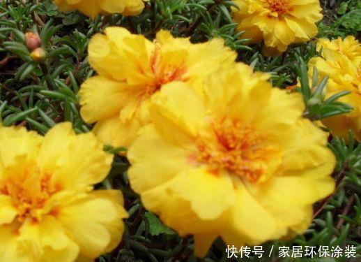 养花试试此几款,全年开花不停,人见人爱,开花一茬茬