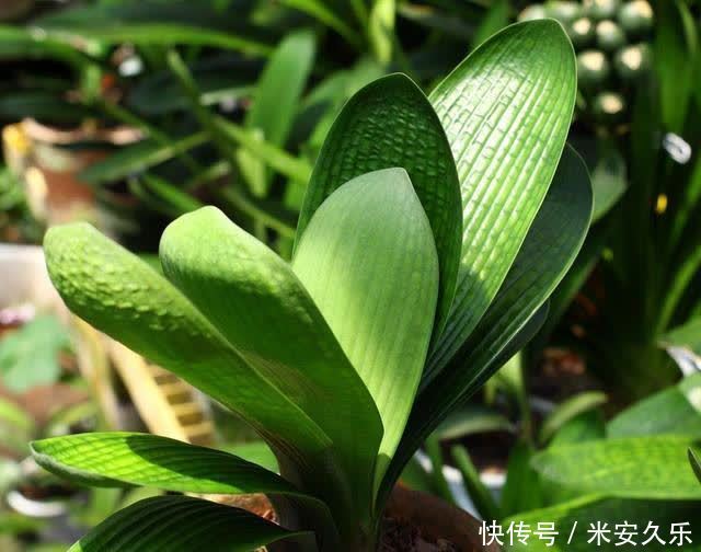 君子兰花后的“后遗症”,会遇到哪些问题,怎么解决呢?