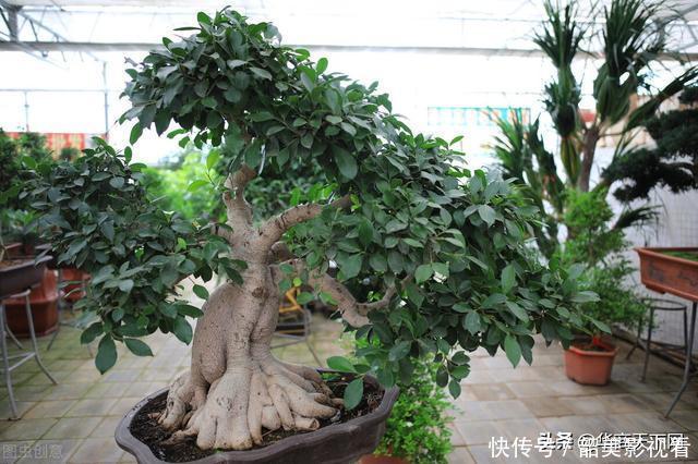 网上买花木,是我不得不说的病!大家都交过宿迁神苗的智商税吧?