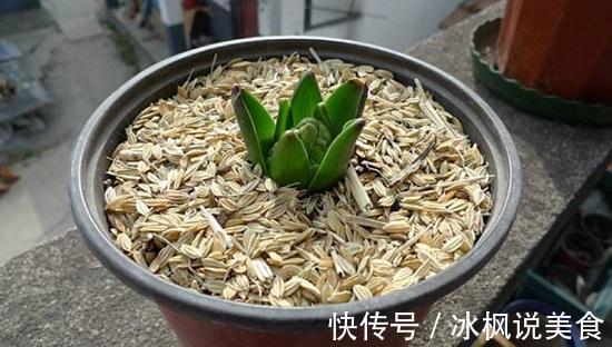 此3种“壳”,大家不要乱扔,拿来养花效果好,简单、实用!