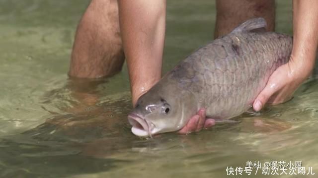 世界上最昂贵的“淡水鱼”,每公斤要3000元,吃了都赞不绝口