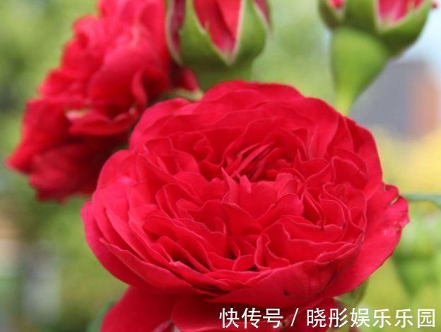 花海|4种花养在阳台,晒晒太阳就开花,轻松变成花海瀑布