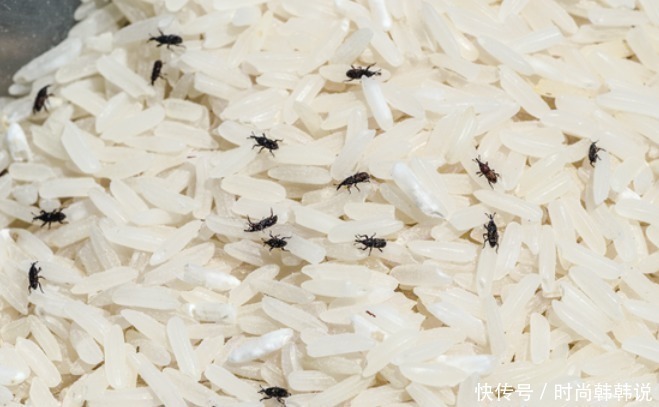 米面生虫了还能不能吃今天才弄明白,教你7个小妙招