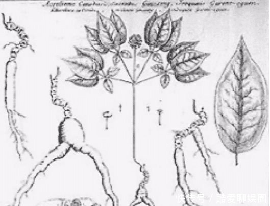 乐坏了|中国人参比黄金贵,西方人乐坏了:我们那漫山遍野都是!