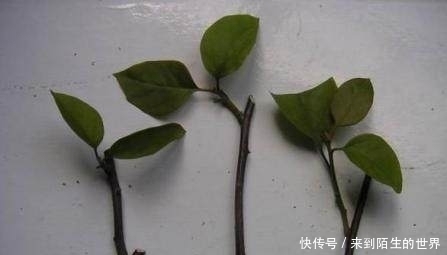 枝条|剪个枝条,插土里,开花200天,坐在家里赏花,太值!